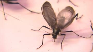 涼やかな音色響く　上郡町でスズムシ出荷が最盛期