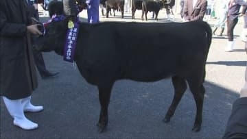 ブランド牛のルーツ「但馬牛」子牛品評会　香美町で子牛ナンバー1決定