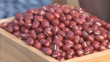 丹波市の特産　丹波大納言小豆の収穫ピーク