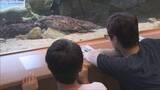 「朝来市にオオサンショウウオの生態を学べる施設オープン」の画像1