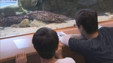 朝来市にオオサンショウウオの生態を学べる施設オープン