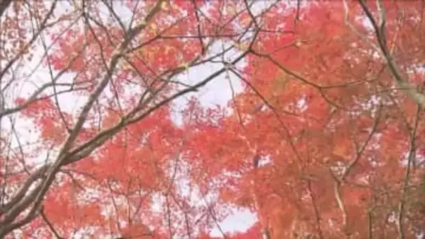 神戸市灘区の六甲高山植物園　紅葉見頃　秋の深まり告げる