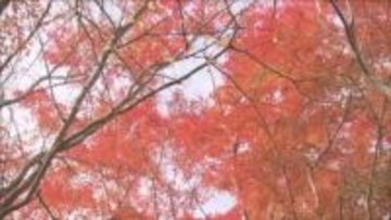 神戸市灘区の六甲高山植物園　紅葉見頃　秋の深まり告げる