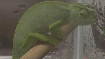尼崎市でカメレオン見つかる 警察が保護 セキセイインコも