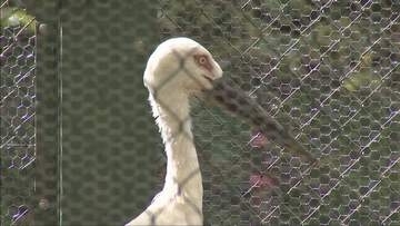 コウノトリの野生復帰への願い　「約束のケージ」特別公開