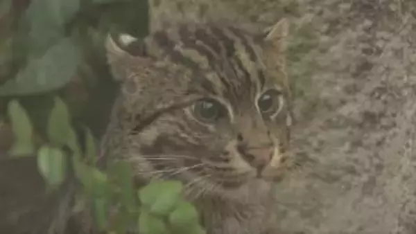 希少なネコ「スナドリネコ」の展示場を拡大　神戸どうぶつ王国