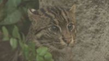 希少なネコ「スナドリネコ」の展示場を拡大　神戸どうぶつ王国