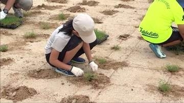 南あわじのグラウンドで芝生化事業始まる　子どもたちが苗の植え付け