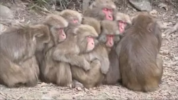 サルたちが身を寄せる「サル団子」　淡路島モンキーセンター