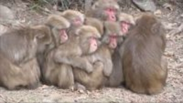 サルたちが身を寄せる「サル団子」　淡路島モンキーセンター