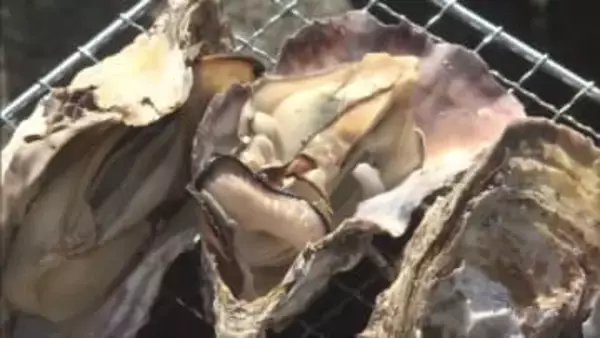 養殖ガキが大量死した問題を受け　相生市などが「相生かきまつり」中止を発表