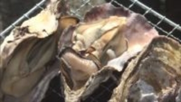 養殖ガキが大量死した問題を受け　相生市などが「相生かきまつり」中止を発表