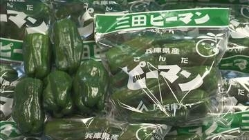 夏の三田の特産品　「三田ピーマン」出荷始まる