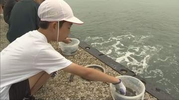 「おいしく　たくましく！」淡路島の漁港で小学生がヒラメの稚魚放流