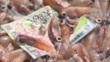 「めっちゃ幸せ！」　新温泉町で「ほたるいか祭り」　釜揚げやしゃぶしゃぶを堪能