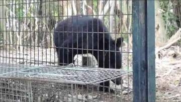 クマの監視体制強化へ　神戸市がクラウドファンディングを実施