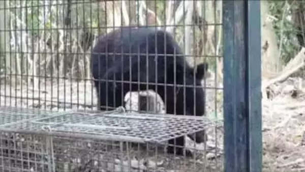 クマの監視体制強化へ　神戸市がクラウドファンディングを実施