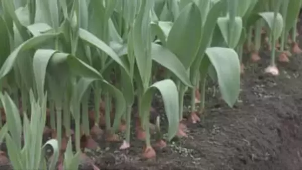 神戸市北区淡河町で春の訪れを告げる「神戸チューリップ」の球根　出荷が進む