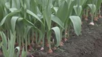 神戸市北区淡河町で春の訪れを告げる「神戸チューリップ」の球根　出荷が進む