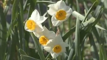 南あわじ市の灘黒岩水仙郷　ニホンスイセンが見頃