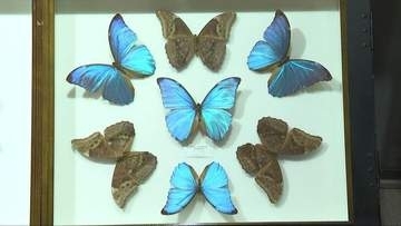 世の中にある「裏と表」にまつわる企画展　人と自然の博物館