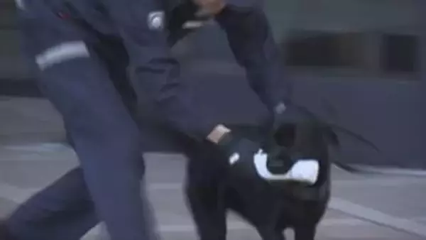 神戸税関に配備された麻薬探知犬「プレッツェル号」本格的に任務へ