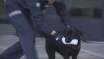 神戸税関に配備された麻薬探知犬「プレッツェル号」本格的に任務へ