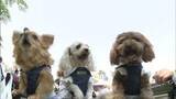 「万博ならぬ「わん博」 ワンちゃんと愛犬家が赤穂に大集合」の画像1
