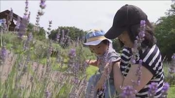 多可町で初夏の風物詩ラベンダー見頃　摘み取り体験も