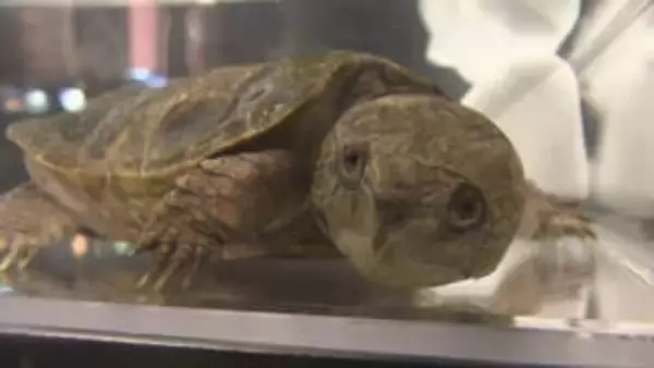 希少種のカメが新たに展示　神戸市外来生物展示センターがリニューアル