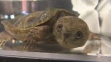 希少種のカメが新たに展示　神戸市外来生物展示センターがリニューアル