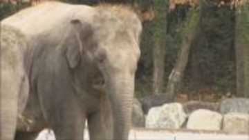 大きな足で大人への一歩　姫センのアジアゾウ「ゴウリ―」に誕生日ケーキ