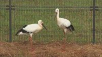 コウノトリ野生復帰に豊岡市・専門家は　「レッドリスト」ランク引き下げ