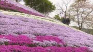 老舗かまぼこ工場の裏山でシバザクラが見頃 姫路市