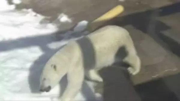 ホッキョクグマを通して動物が幸せに暮らせる環境づくりついて考えてもらうイベント