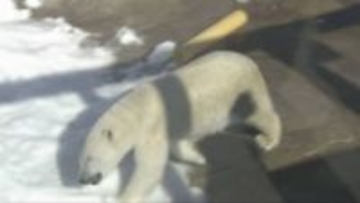 ホッキョクグマを通して動物が幸せに暮らせる環境づくりついて考えてもらうイベント