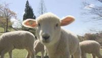 六甲山牧場で子羊の放牧　かわいらしい52頭が仲間入り