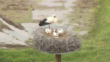 現在コウノトリのひな3羽が成長中　豊岡市で巣塔観察ガイドウォーク