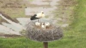 現在コウノトリのひな3羽が成長中　豊岡市で巣塔観察ガイドウォーク