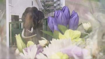 王子動物園のゾウ「マック」天国へ　献花スペースで多くの人が感謝告げる