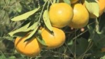 洲本市の観光農園でミカン狩り　甘くておいしい旬の味を楽しめる