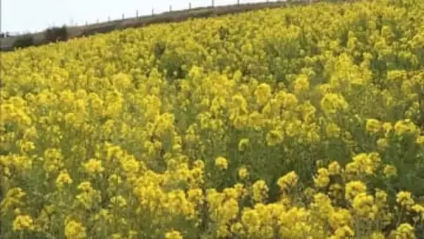 一足早い春の景色 「あわじ花さじき」で早咲き菜の花約25万本が見頃