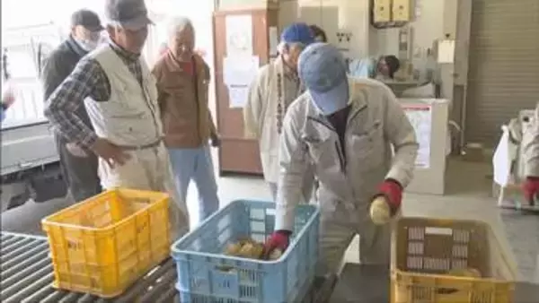 姫路市太市地区　タケノコの出荷が最盛期