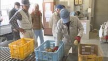 姫路市太市地区　タケノコの出荷が最盛期