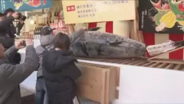 「えべっさん」の総本社として知られる西宮神社で、商売繁盛を願う特大のマグロ奉納