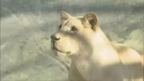 ホワイトライオン3頭が仲間入り　姫路セントラルパーク