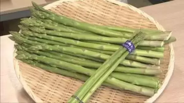 厳しい冬を越え大きく甘く成長　三田市でアスパラガスの出荷最盛期