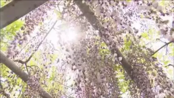 宍粟市の大歳神社　千年藤が見頃迎える