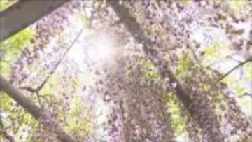 宍粟市の大歳神社　千年藤が見頃迎える