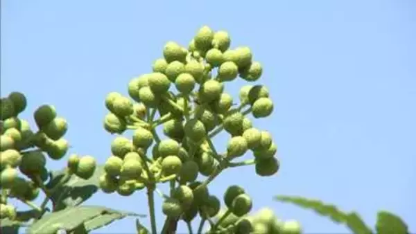 粒が大きく香りさわやか　但馬地域特産の「朝倉さんしょ」　朝来市で収穫